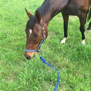 Meet your Posher, Ali